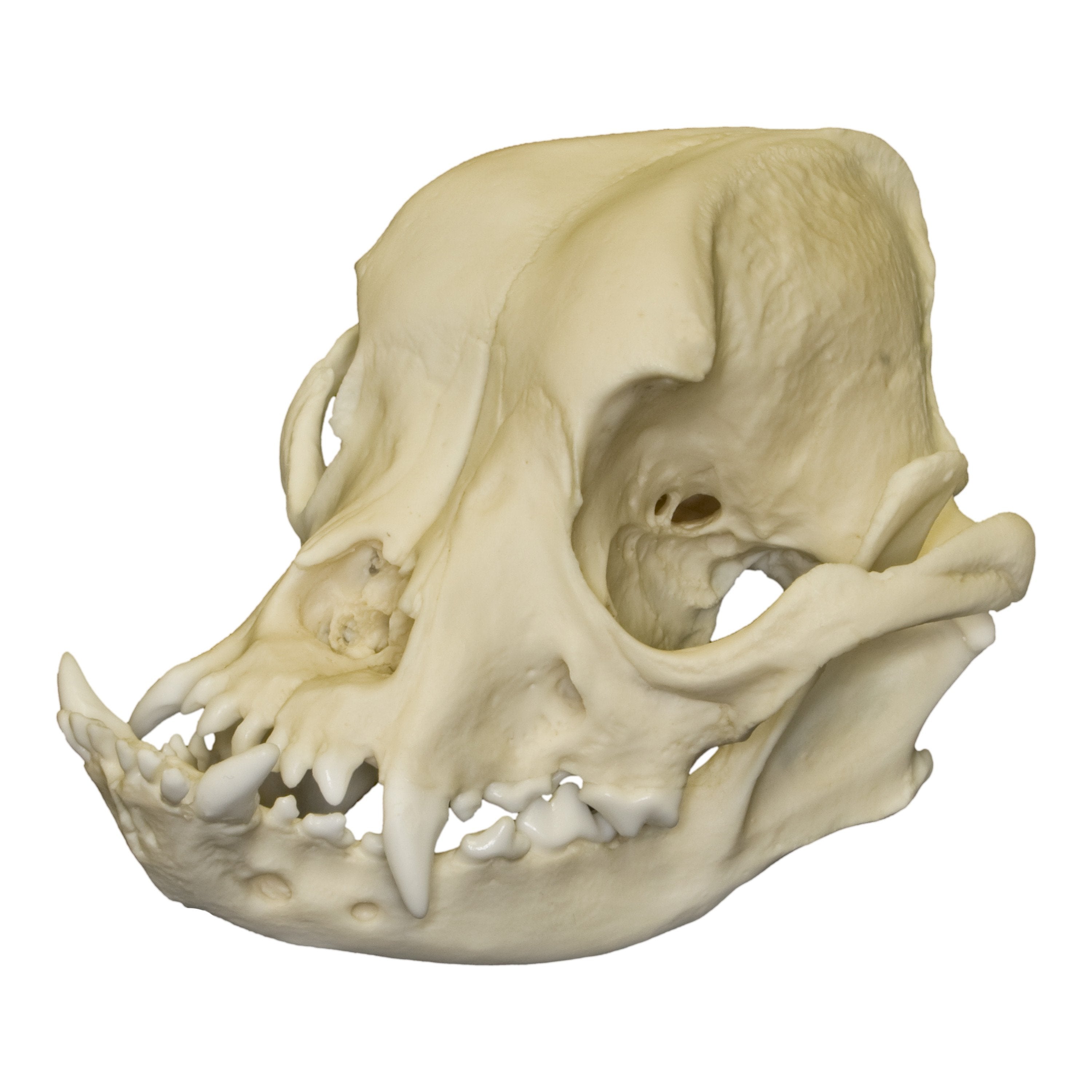 Replica English Bulldog Skull (Male 