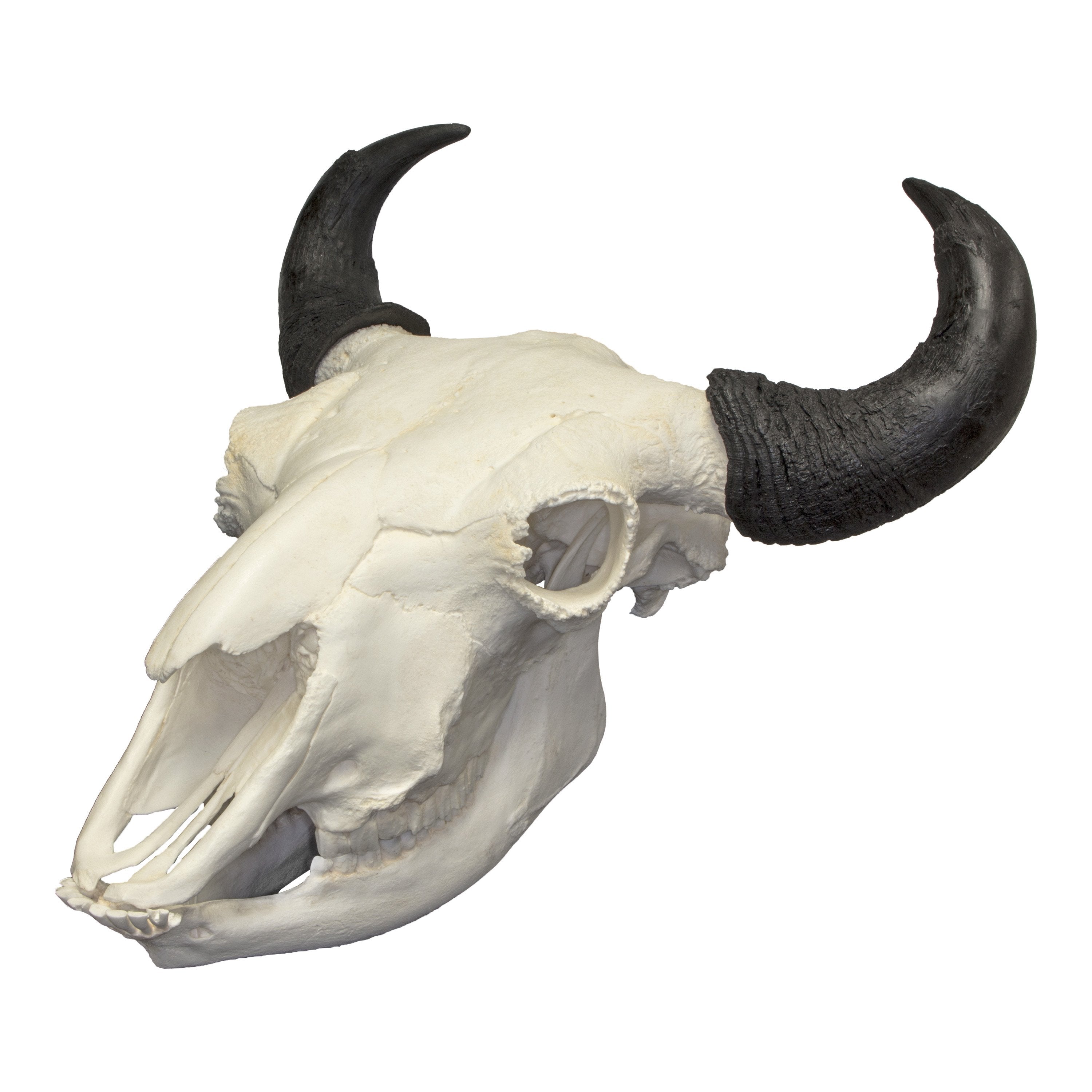 Replica Extra Large Buffalo For Sale – Skulls Unlimited Inc.