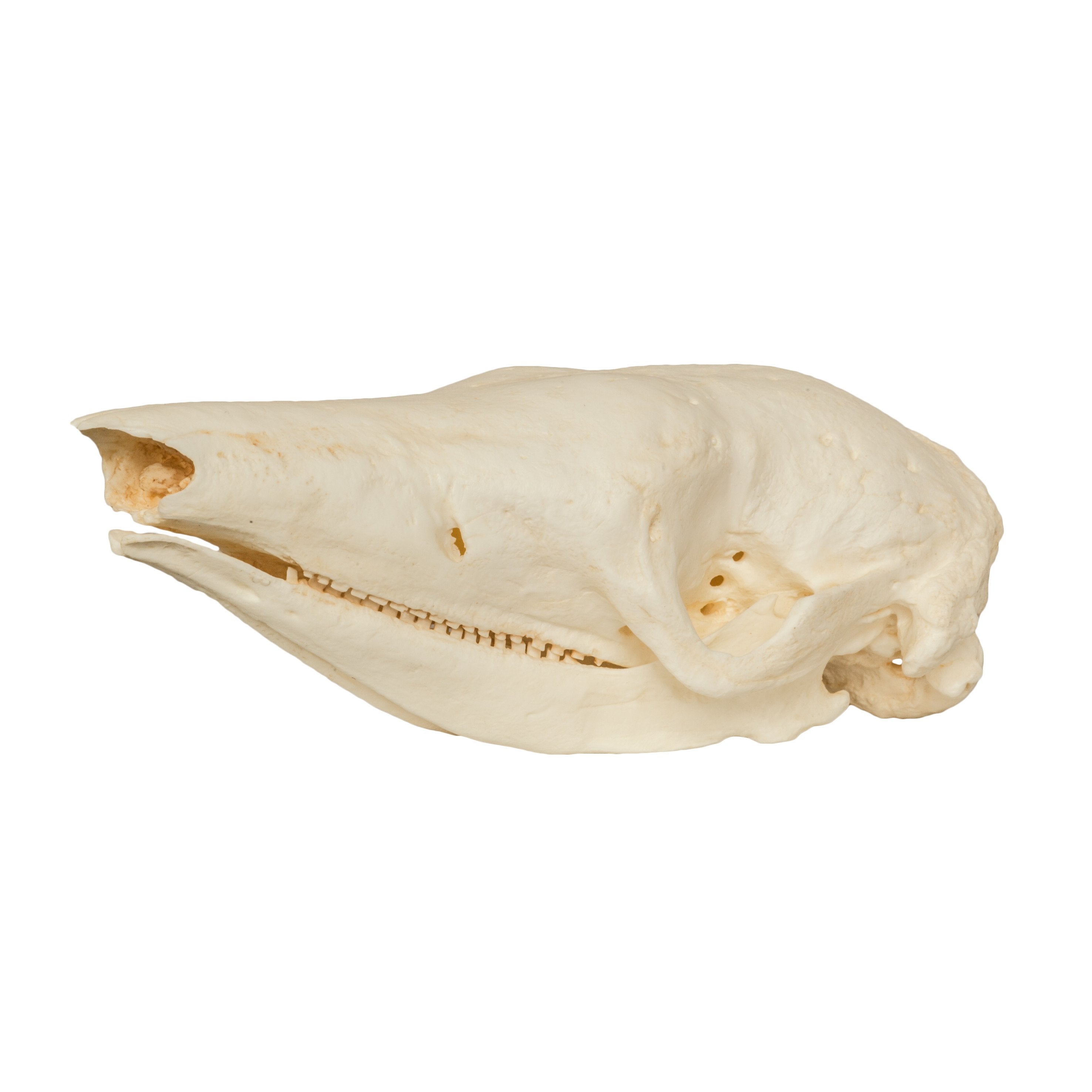 armadillo lizard skull for sale