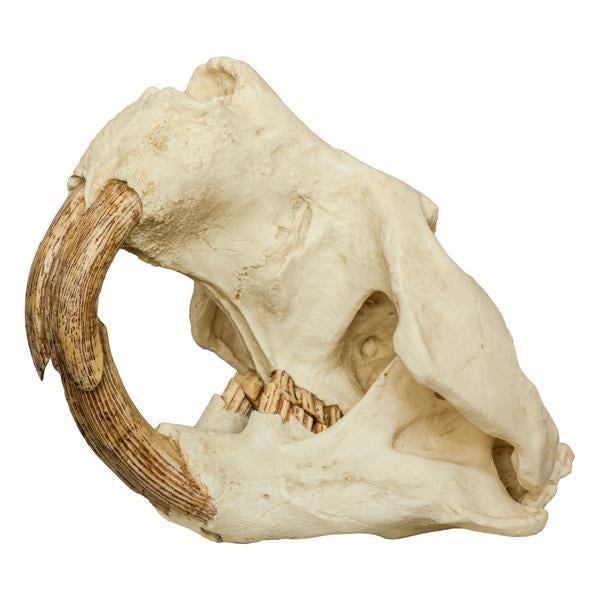 Replica Giant Beaver Skull – Skulls Unlimited International, Inc.