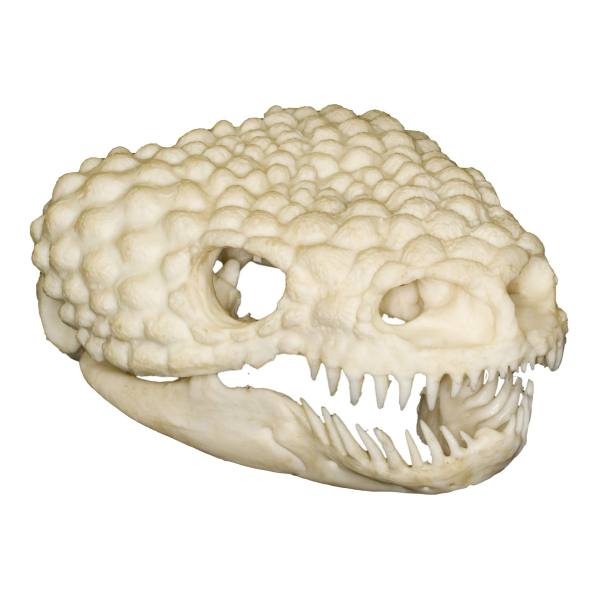 Replica Gila Monster Skull — Skulls Unlimited International, Inc.