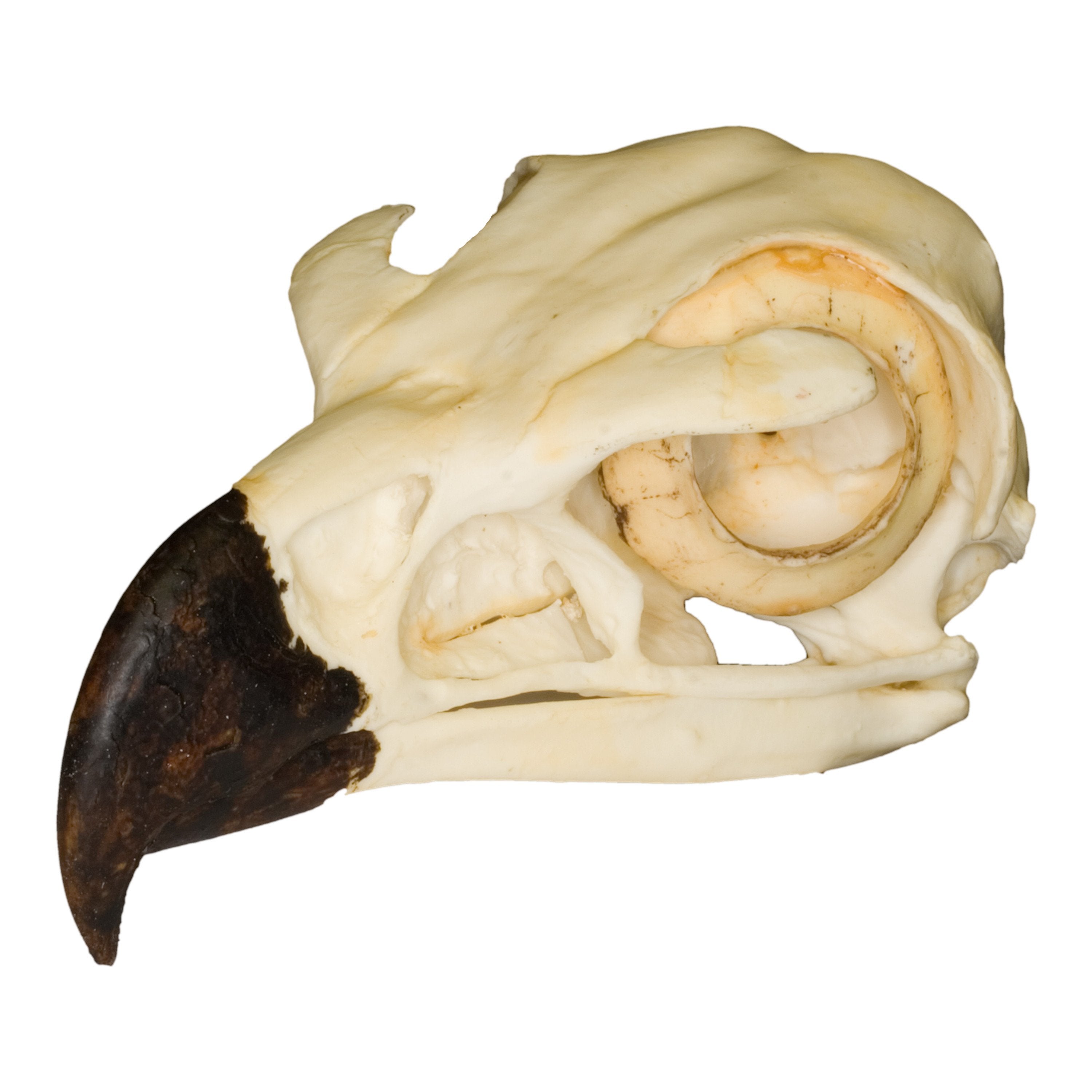 Replica Golden Eagle Skull