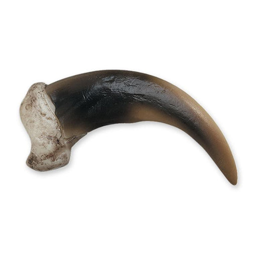 Replica Bald Eagle Foot (Claws Closed) For Sale — Skulls Unlimited  International, Inc.