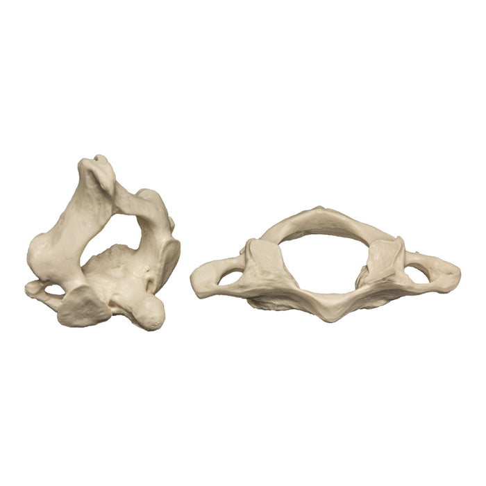 atlas vertebra of frog