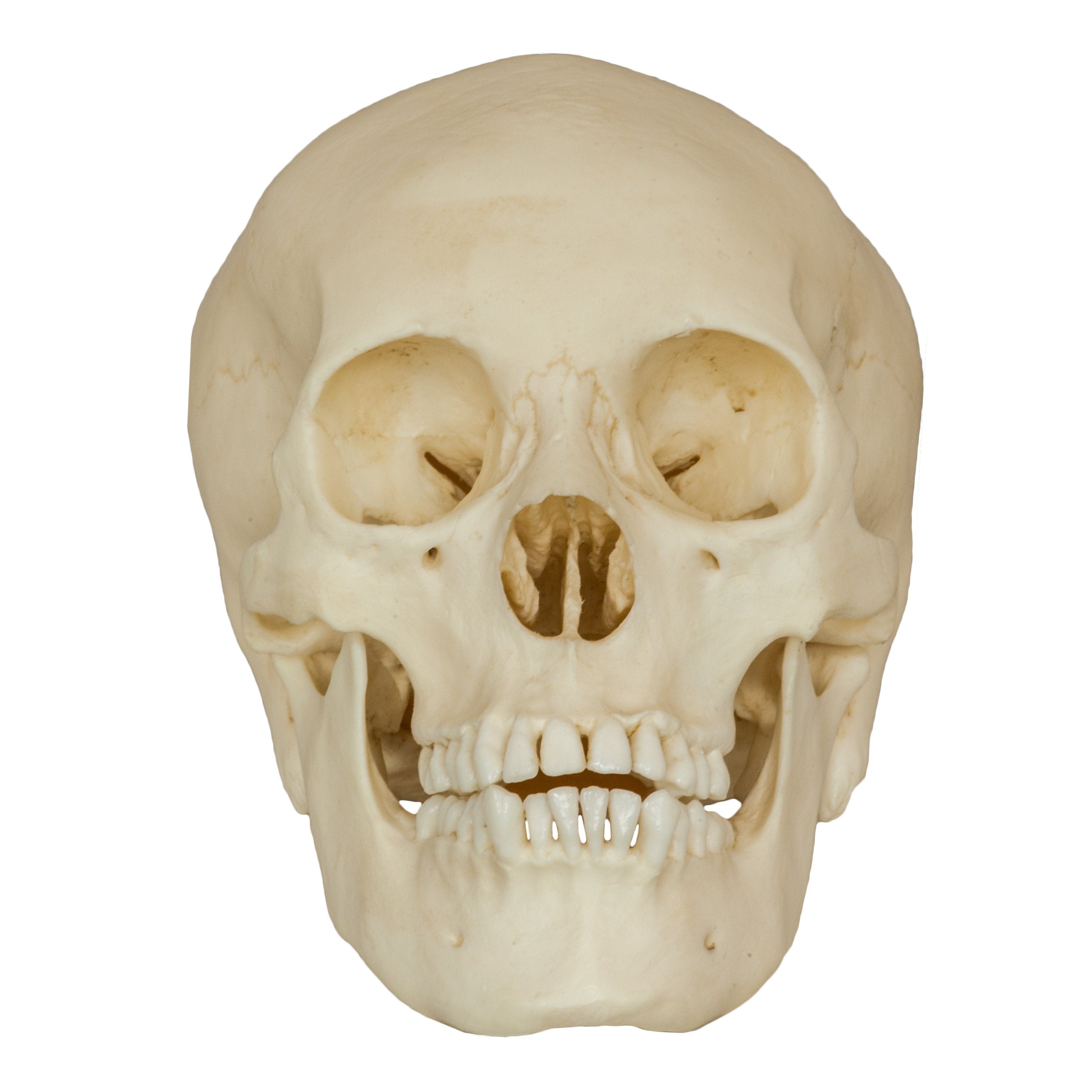 Replica Human Male Adolescent Skull – Skulls Unlimited International, Inc.