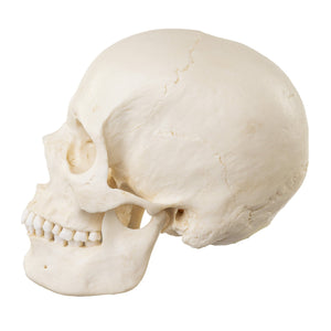 skull replica european human female