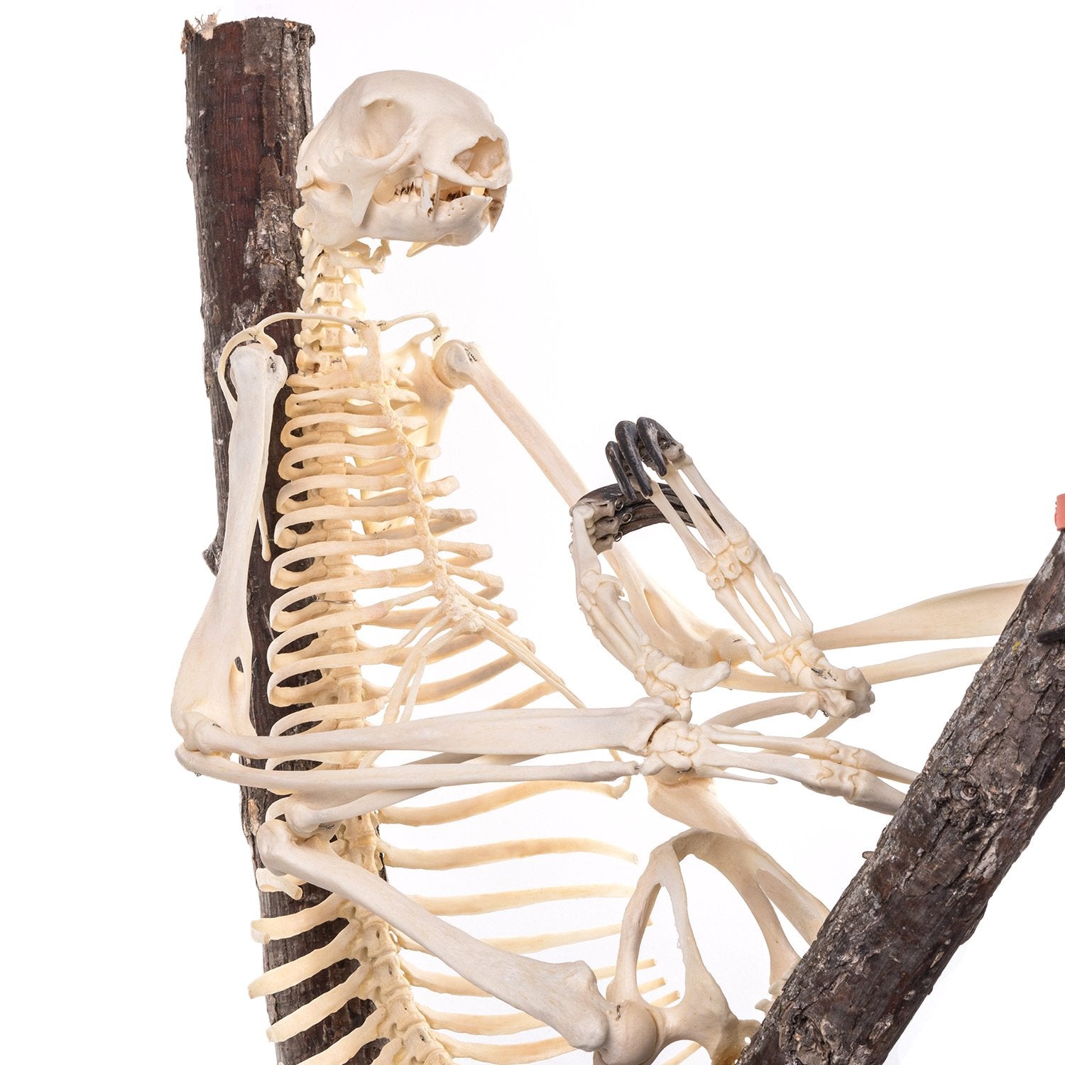 sloth skeleton