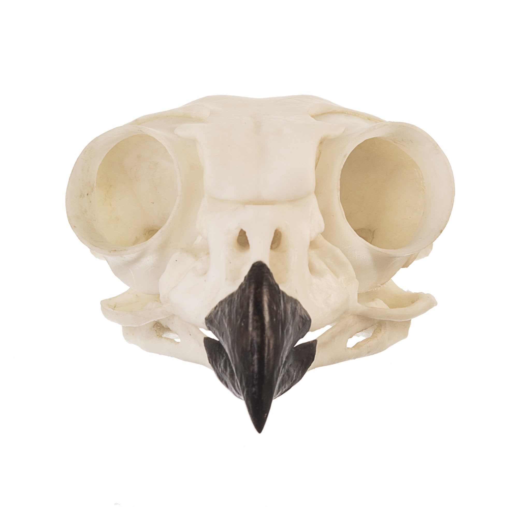 great horned owl skeleton