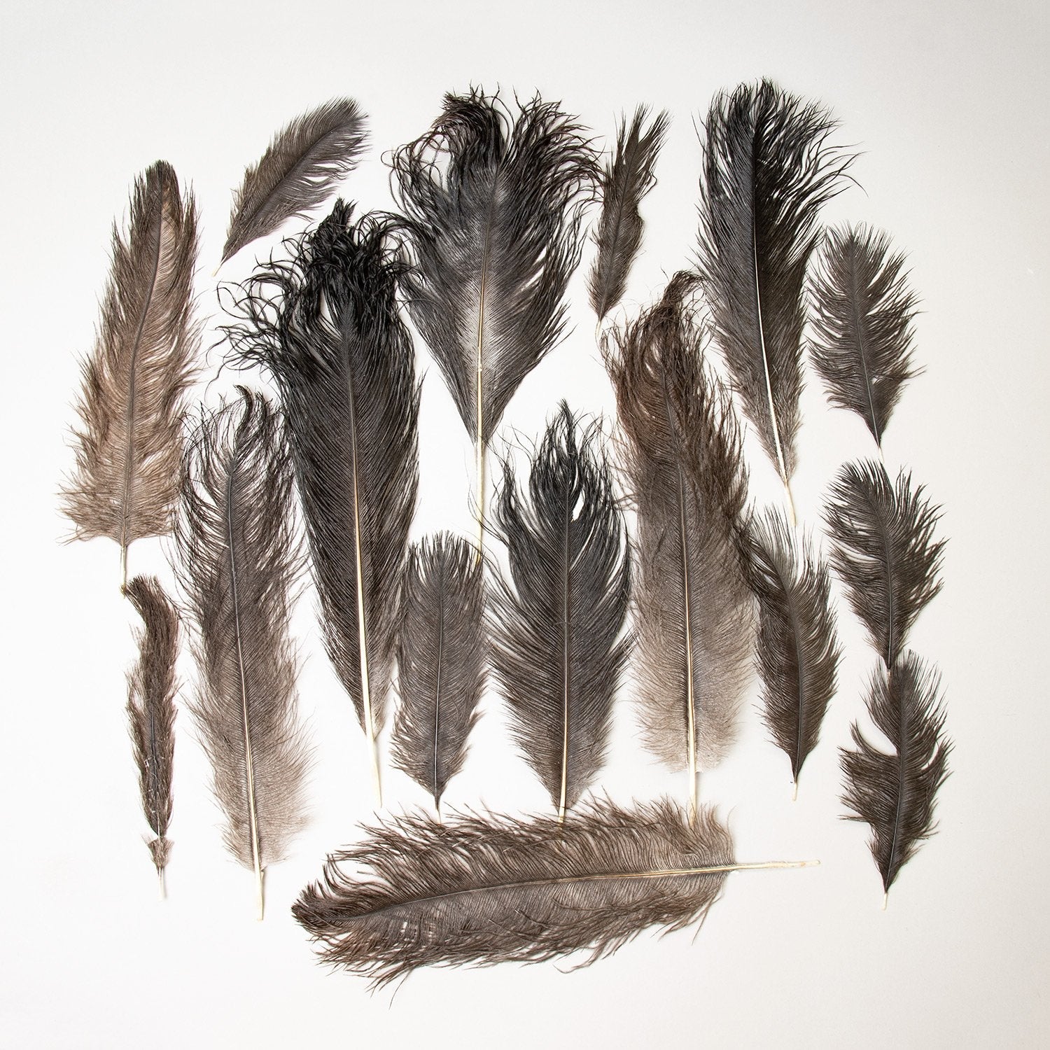 ostrich feather suppliers