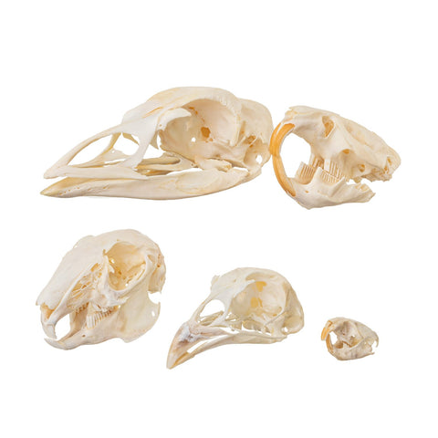Great White Shark Tooth 2.5 - Skeletons and Skulls Superstore