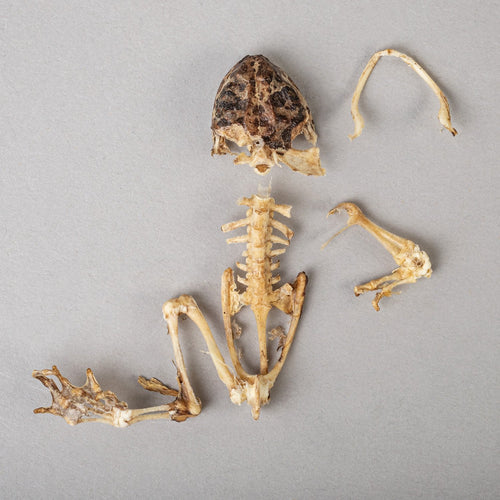 Real Frog Skeleton For Sale – Skulls Unlimited International, Inc.