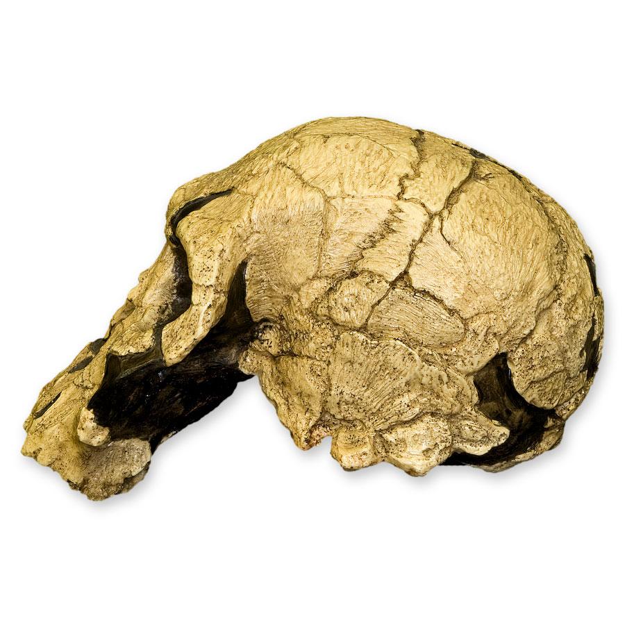 Replica KNM ER 1470 Skull For Sale – Skulls Unlimited International, Inc.