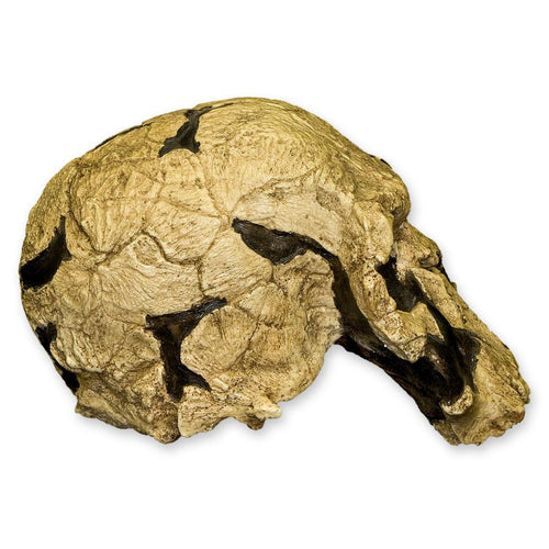 Replica KNM ER 1470 Skull For Sale – Skulls Unlimited International, Inc.