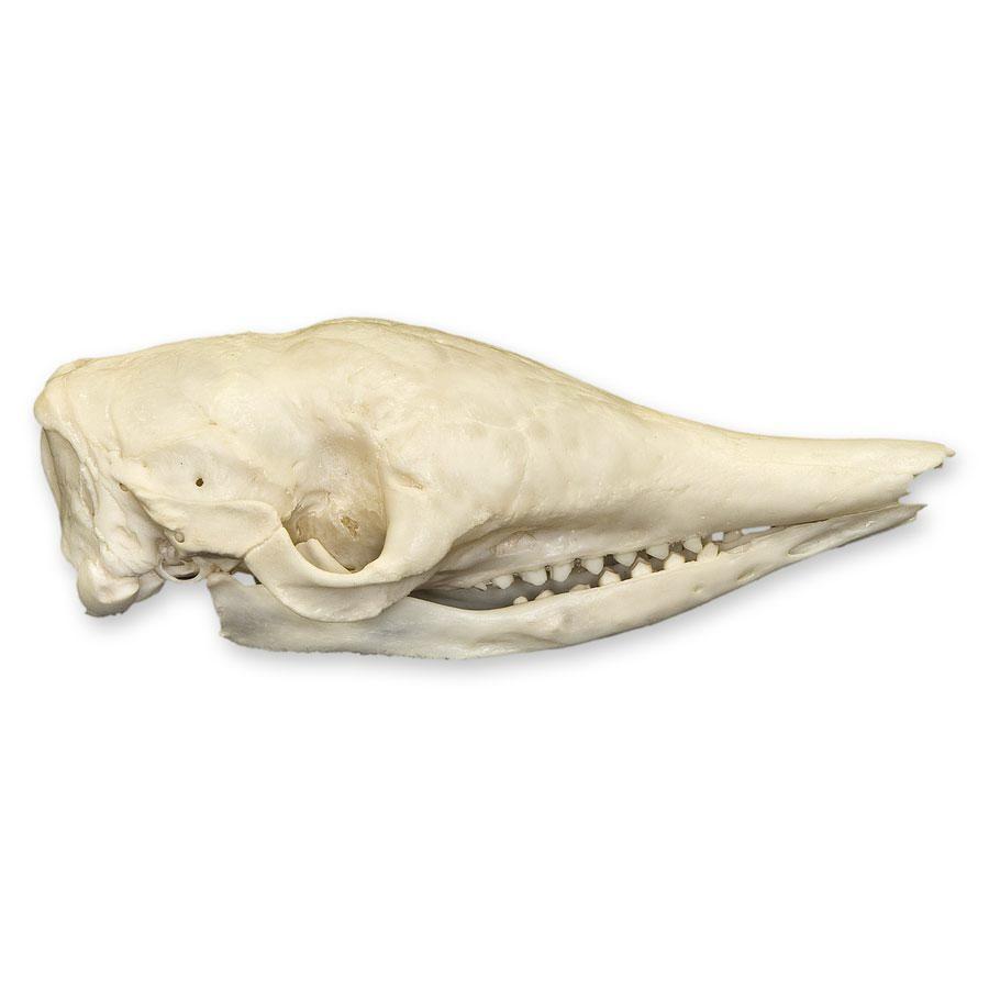 armadillo skull