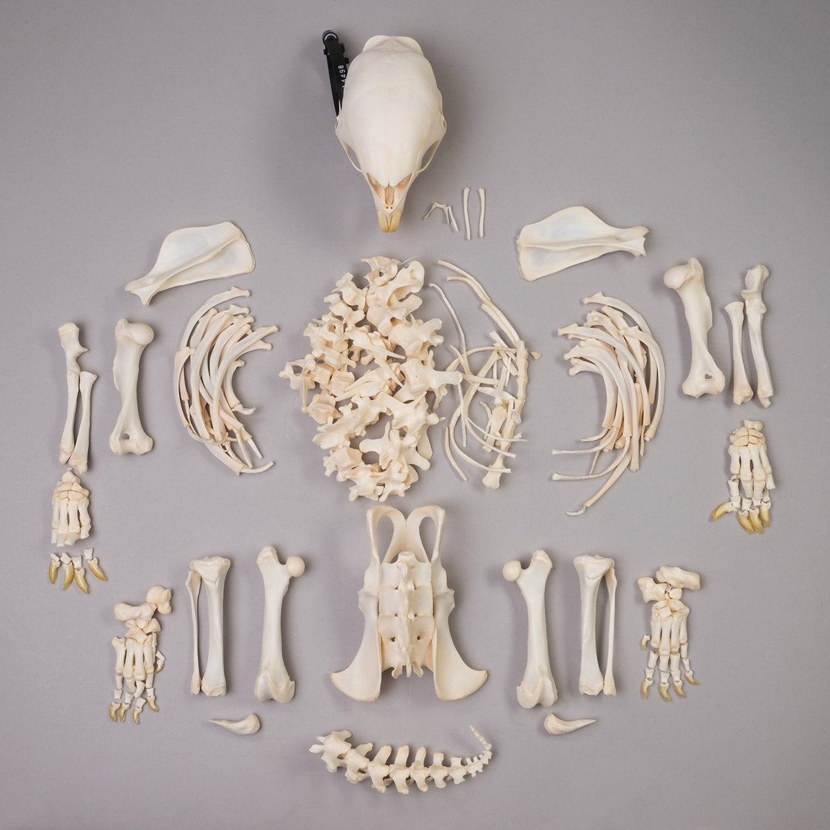 Real African Porcupine Skeleton — Skulls Unlimited International, Inc.