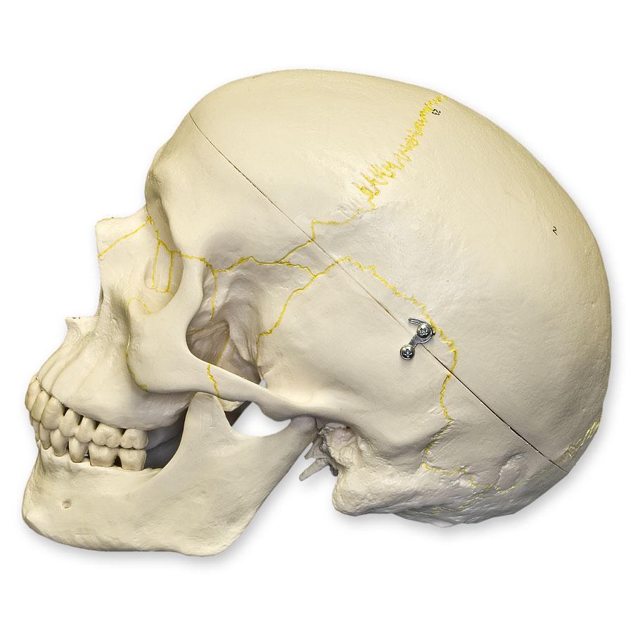 Replica Human Skull Numbered For Sale – Skulls Unlimited International