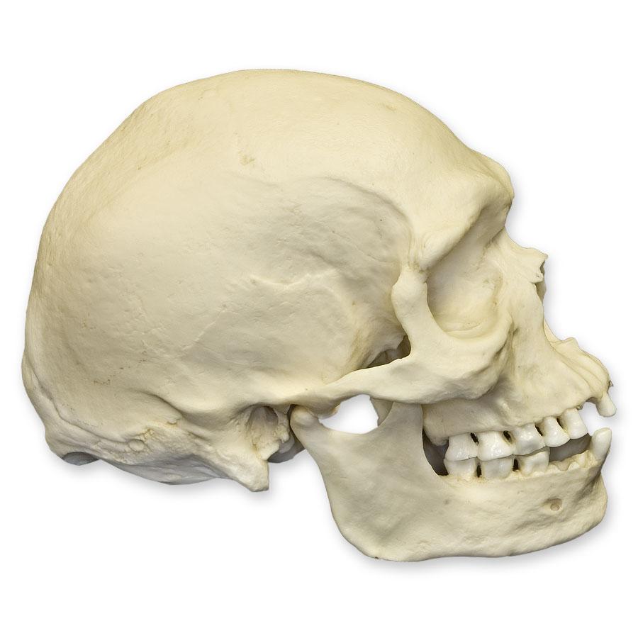 Replica Human Male Australian Aboriginal Skull For Sale Skulls Unlimited International Inc