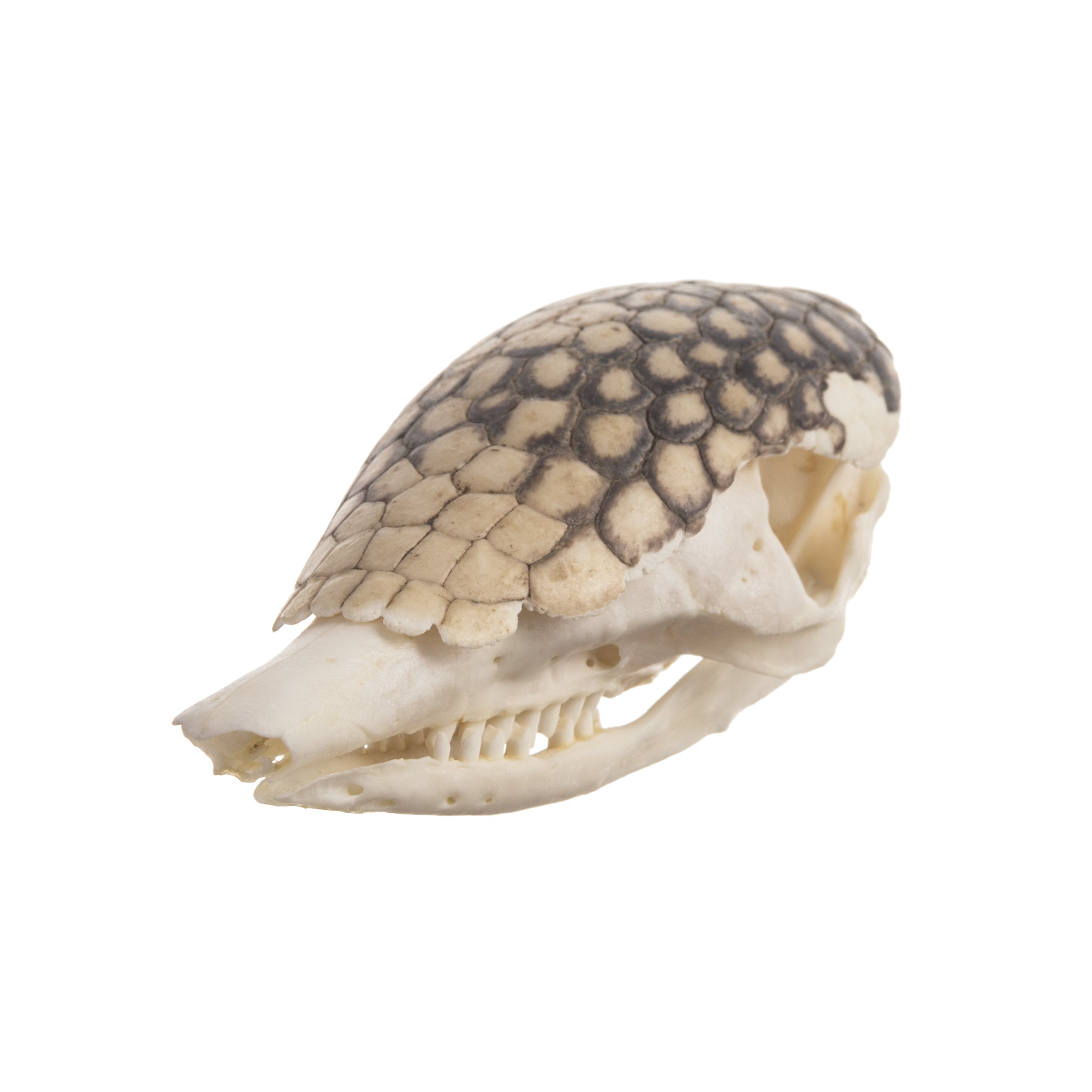 armadillo lizard skull for sale