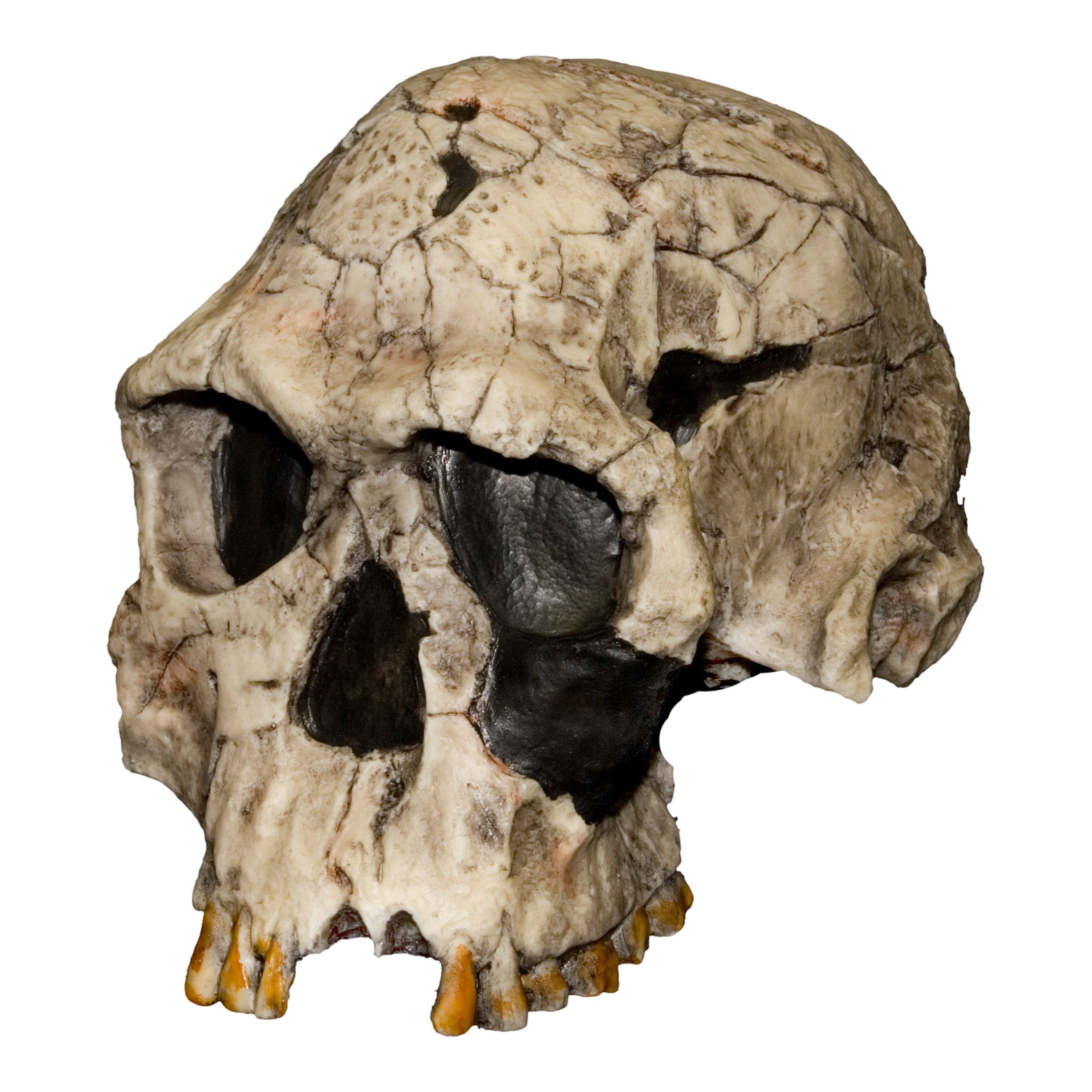 Replica KNM ER 1813 Skull For Sale – Skulls Unlimited International, Inc.