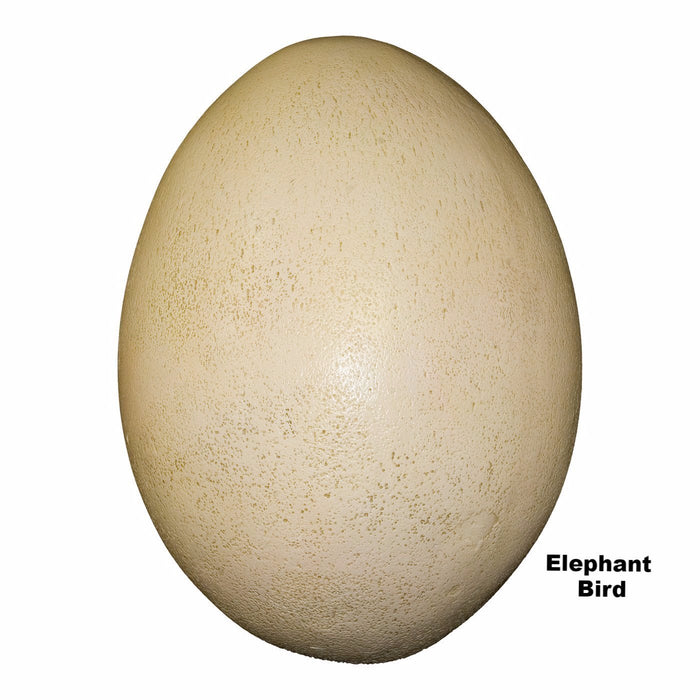 elephant bird egg