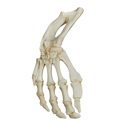 Replica Florida Manatee Limb For Sale – Skulls Unlimited International