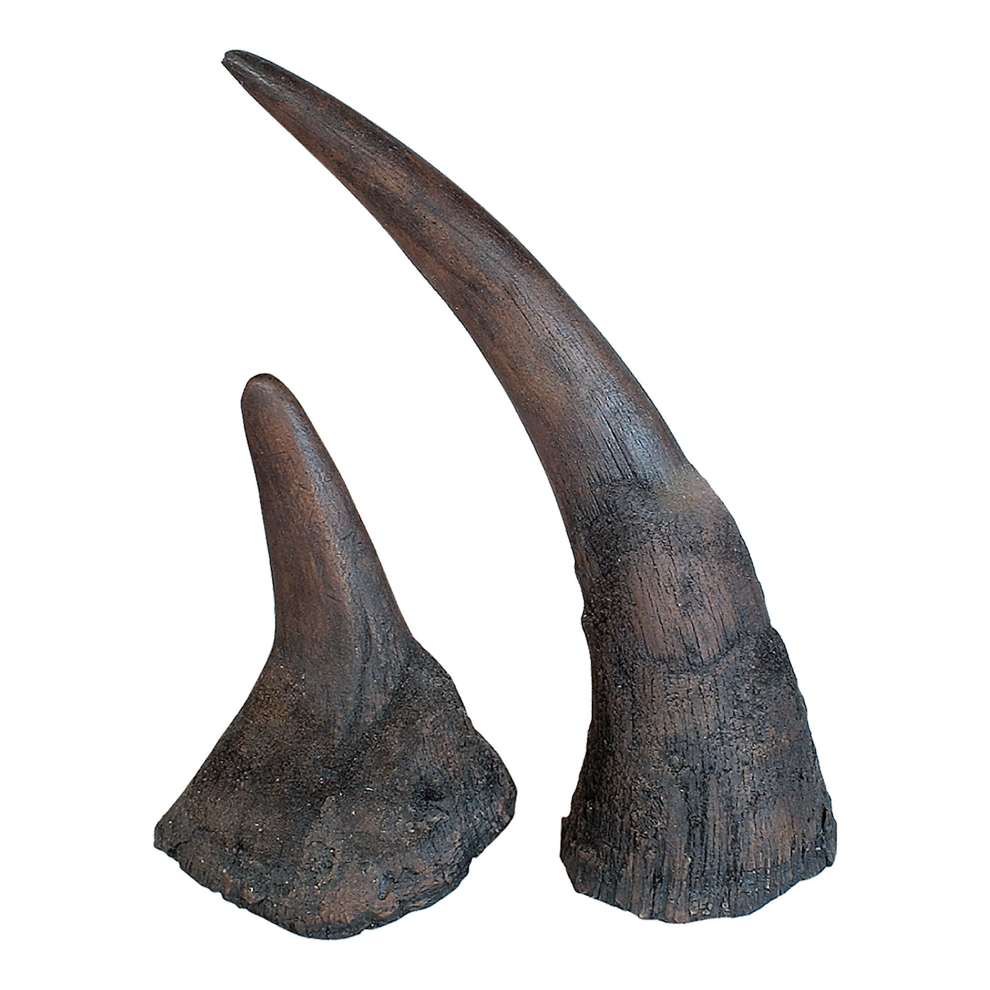 rhinoceros horns for sale