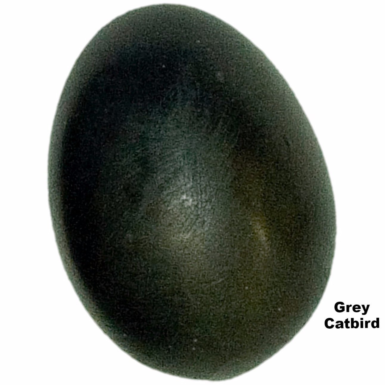 Replica Grey Catbird Egg 22mm For Sale Skulls Unlimited   KO 403 Gray Catbird Egg RE 03 1400x1400 B6b594ba C52a 4579 873d 1a766207b8ab 2048x@2x 