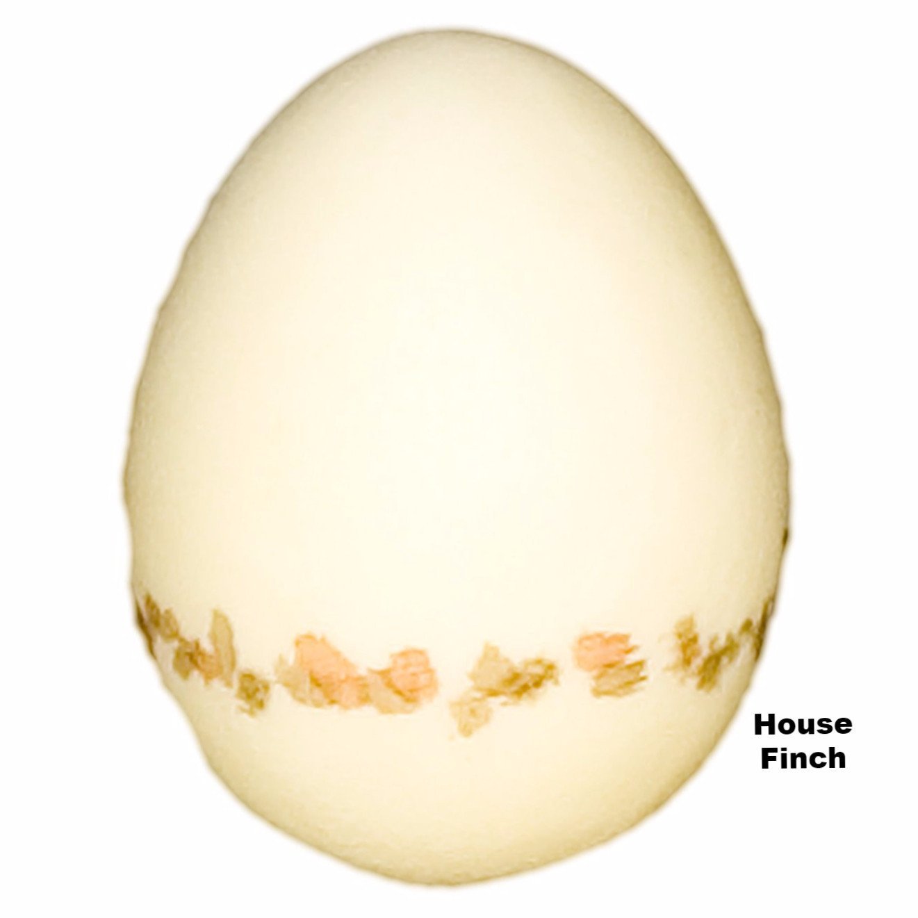 finch eggs