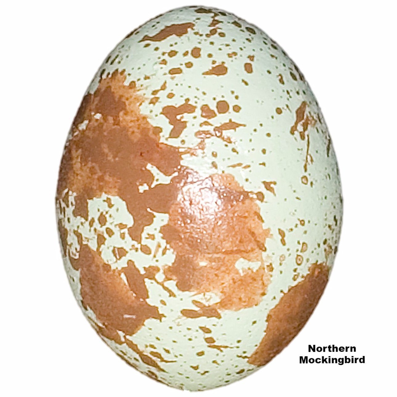 Download Replica Northern Mockingbird Egg (24mm) For Sale - Skulls ...