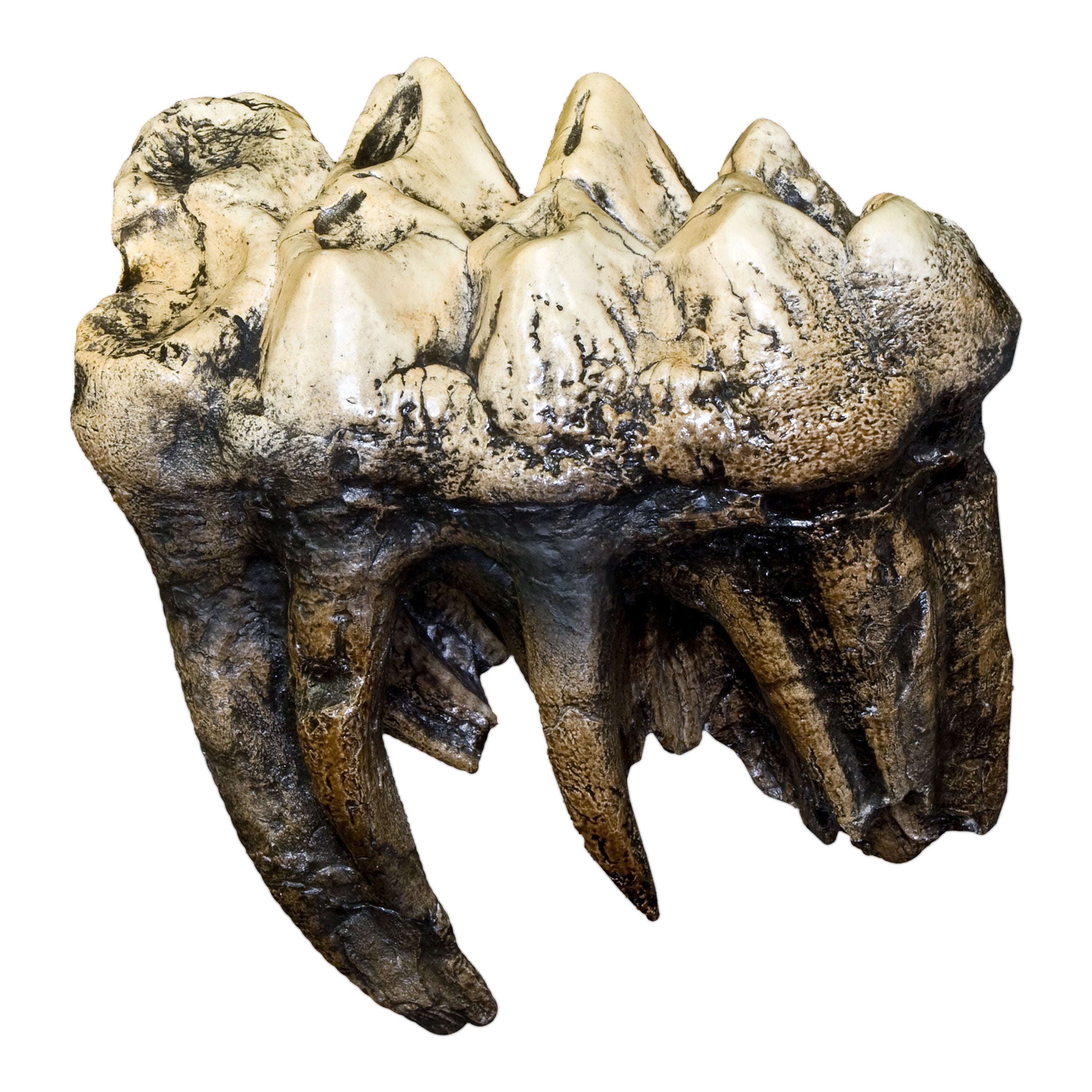 Replica Mastodon Tooth — Skulls Unlimited International, Inc.