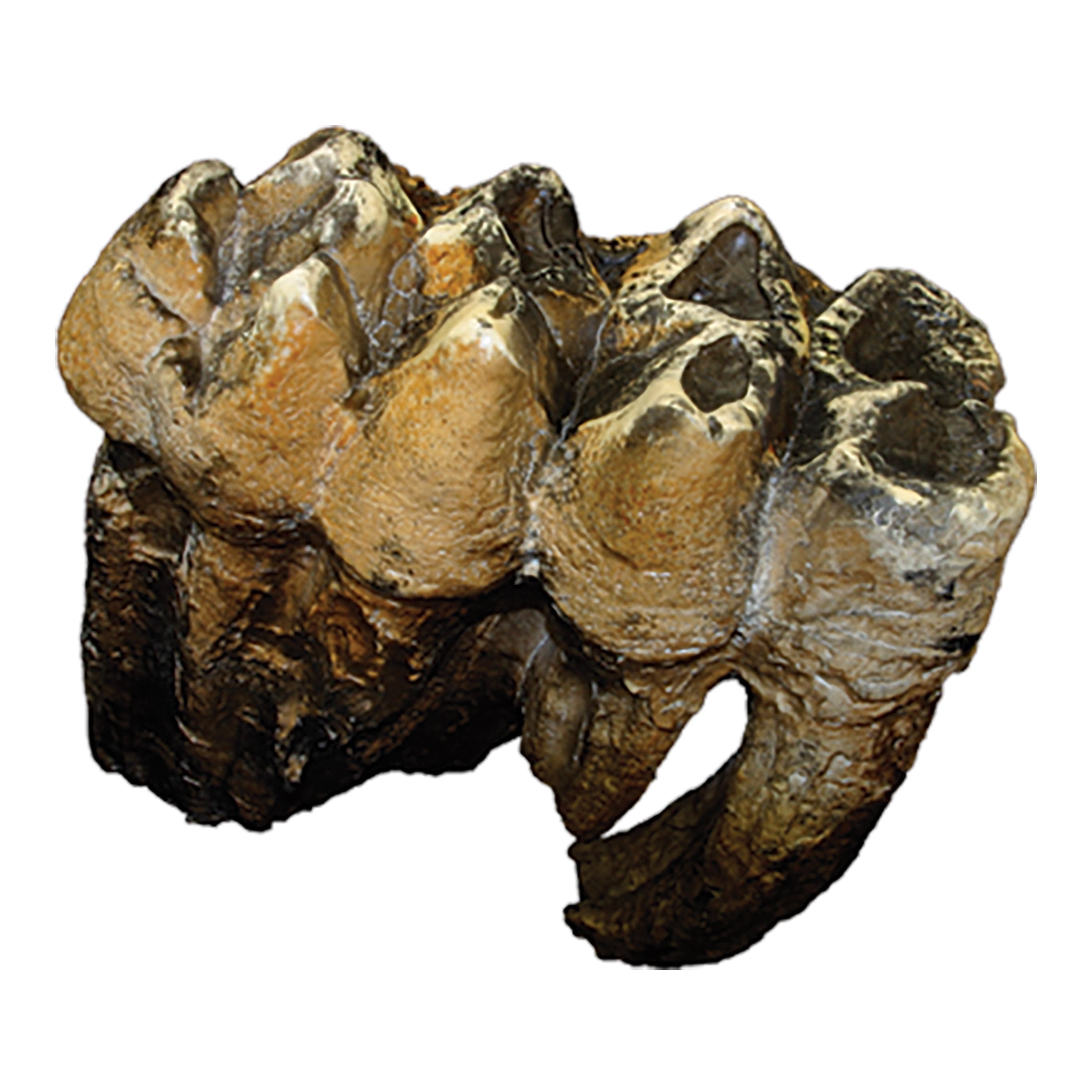 Replica Mastodon Tooth For Sale – Skulls Unlimited International, Inc.