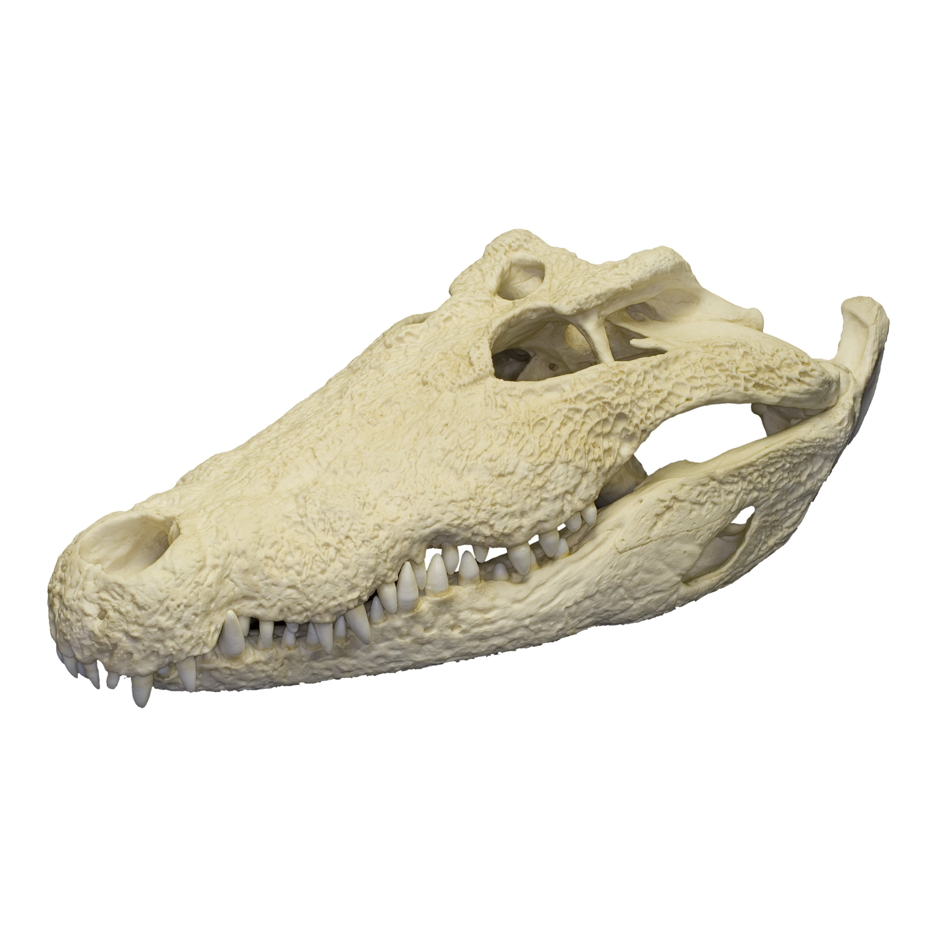 https://cdn.shopify.com/s/files/1/1467/6660/products/Nile-Crocodile-Skull-Replica--Main__BC-038__1.jpg?v=1534517774