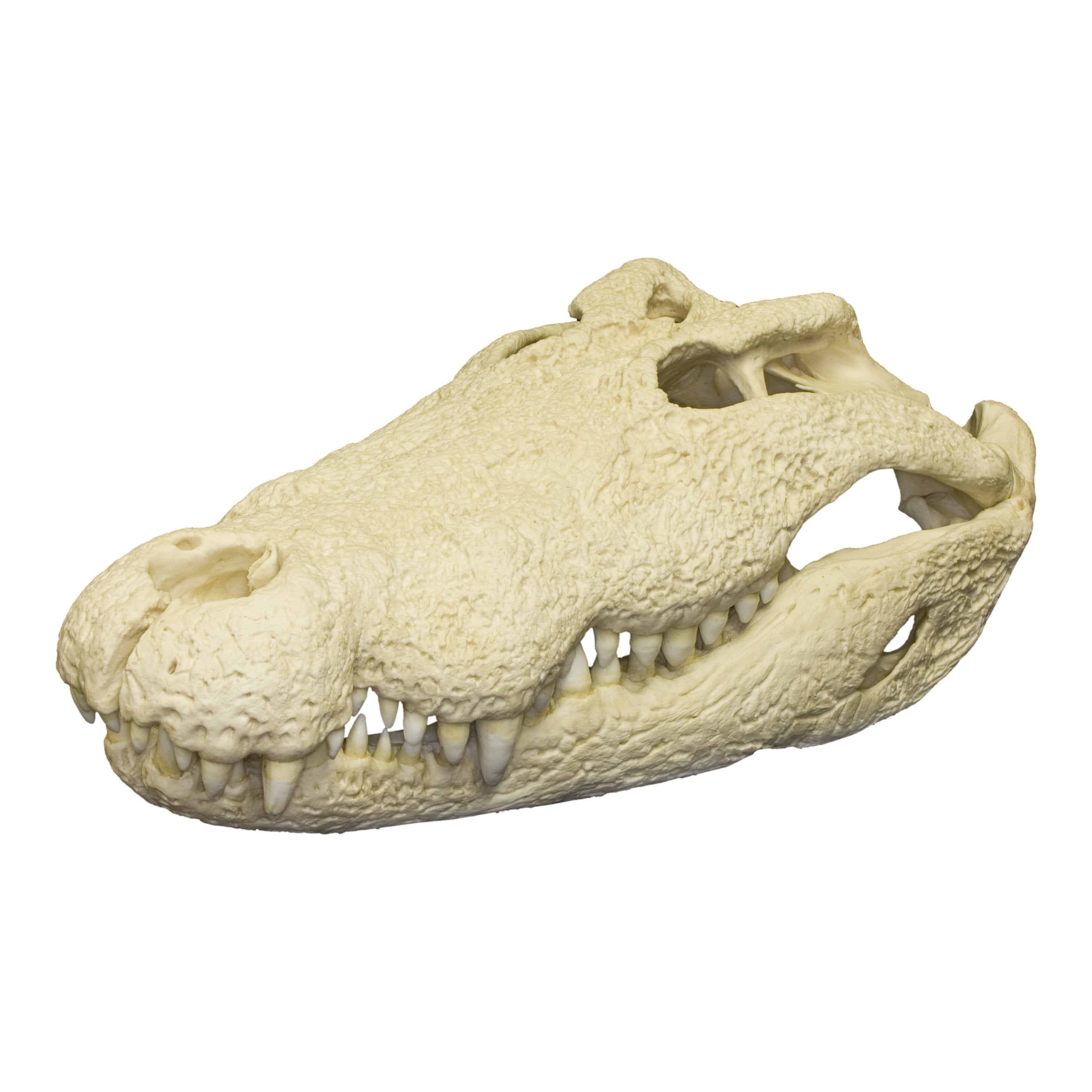 https://cdn.shopify.com/s/files/1/1467/6660/products/Nile-Crocodile-Skull-Replica--Main__BC-273A__1.jpg?v=1534517967