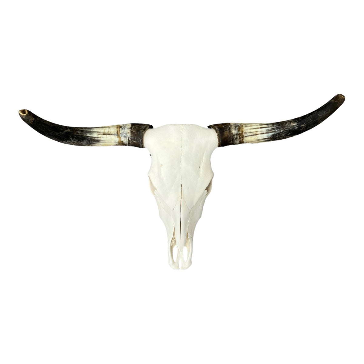 Real Longhorn Skull — Skulls Unlimited International, Inc.