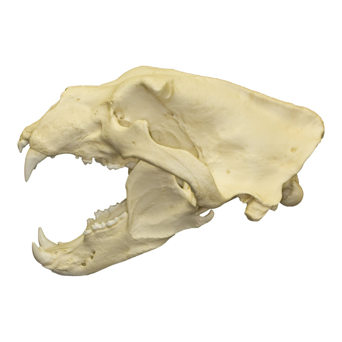 Replica Polar Bear Skull — Skulls Unlimited International, Inc.