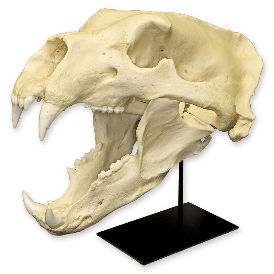 Replica Polar Bear Skull For Sale – Skulls Unlimited International, Inc.