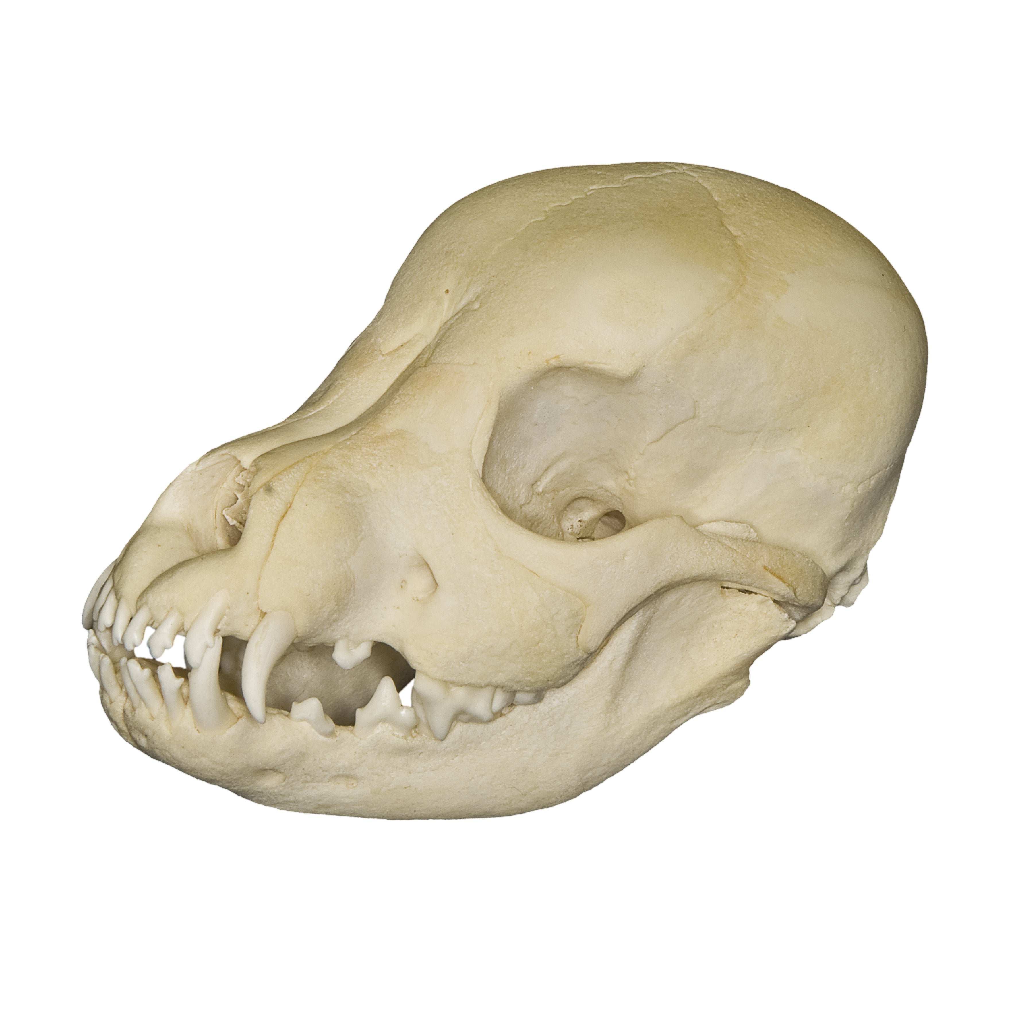 Real Domestic Dog Skull (Puppy) For 