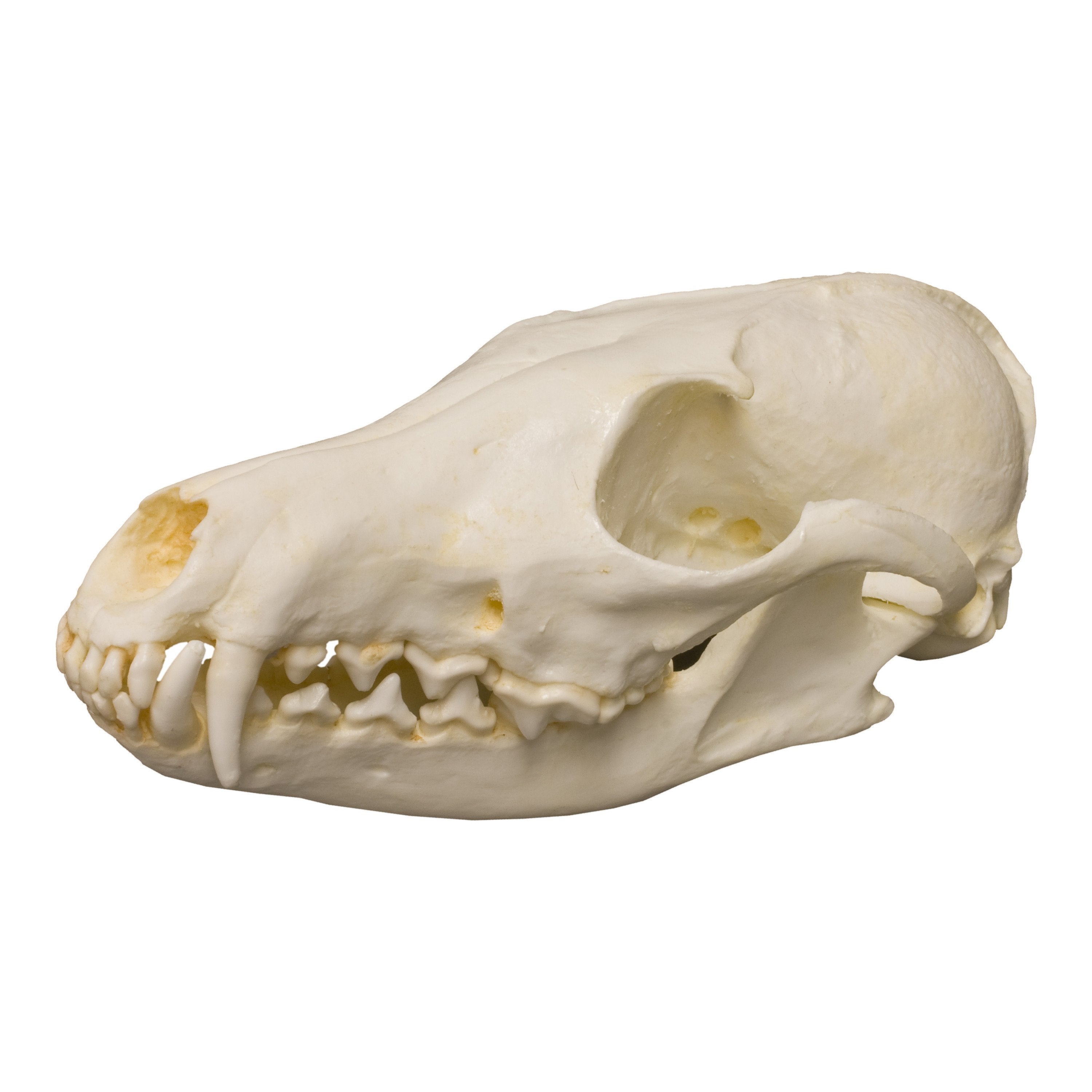 Replica Red Fox Skull For Sale – Skulls Unlimited International, Inc.