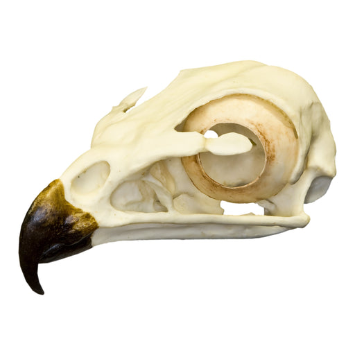 Replica Raptor Talons Set For Sale — Skulls Unlimited International, Inc.
