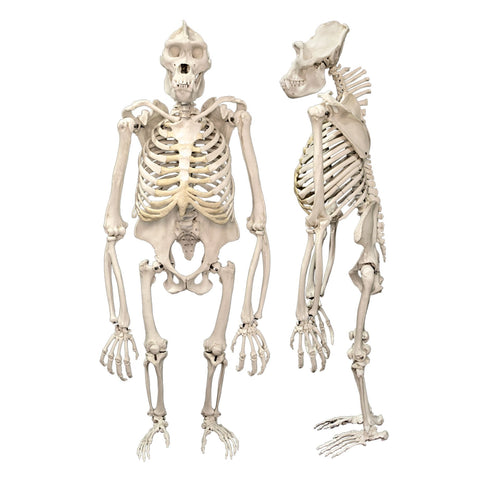 Replica Gorilla Skeleton For Sale – Skulls Unlimited International, Inc.