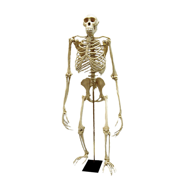 Replica Bonobo Skeleton - (Bipedal) — Skulls Unlimited International, Inc.