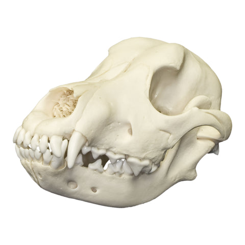 Real Yellow Mud Turtle Shell - Single — Skulls Unlimited International, Inc.