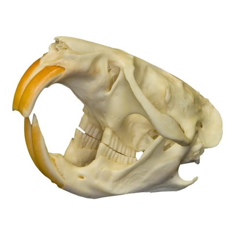 Real Yellow Mud Turtle Shell - Single — Skulls Unlimited