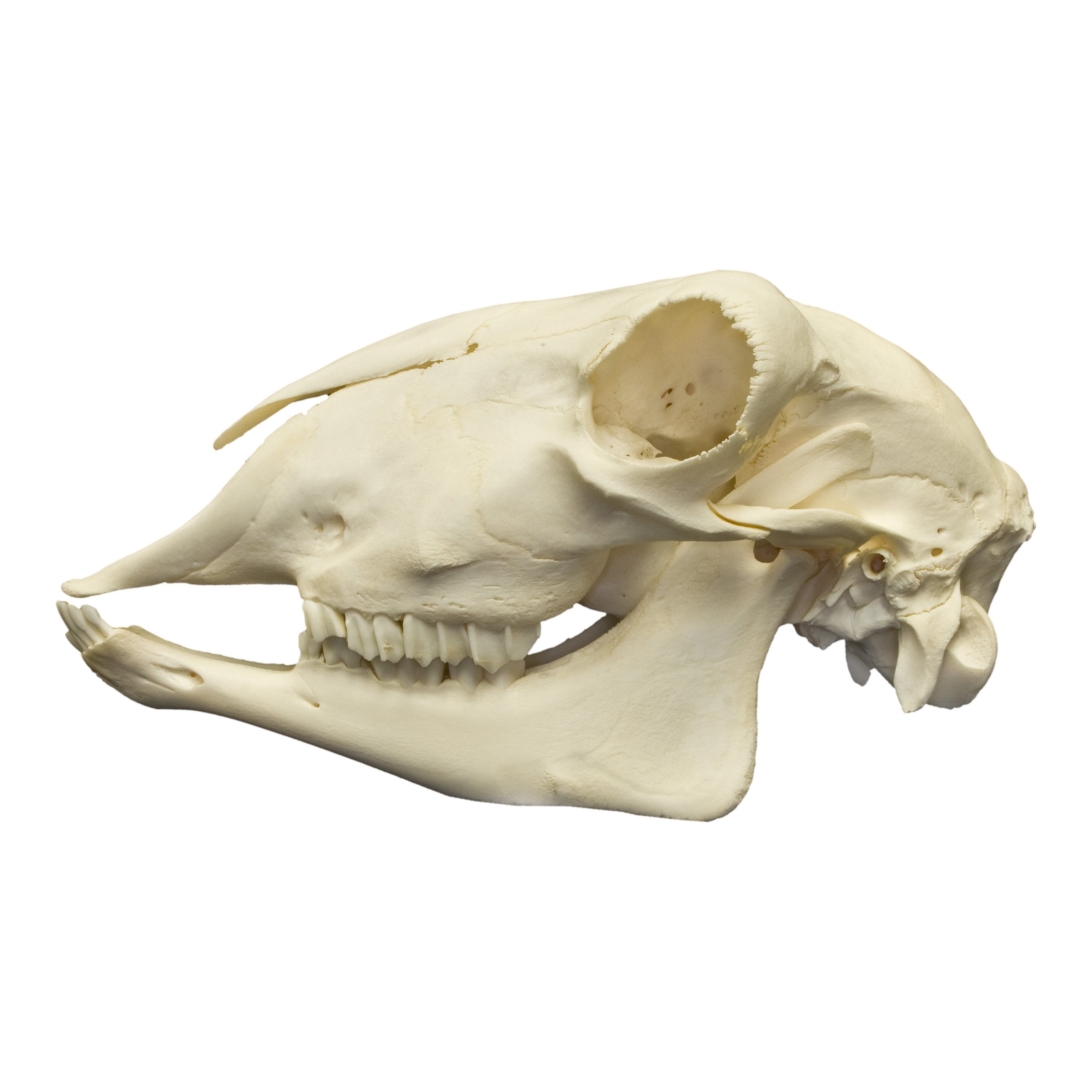 Real Sheep Skull For Sale Skulls Unlimited International, Inc.