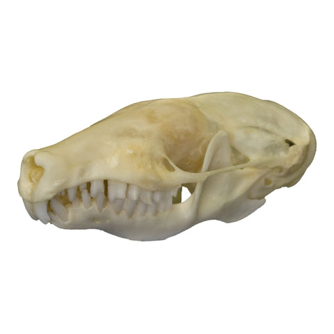 Real Yellow Mud Turtle Shell - Single — Skulls Unlimited International, Inc.