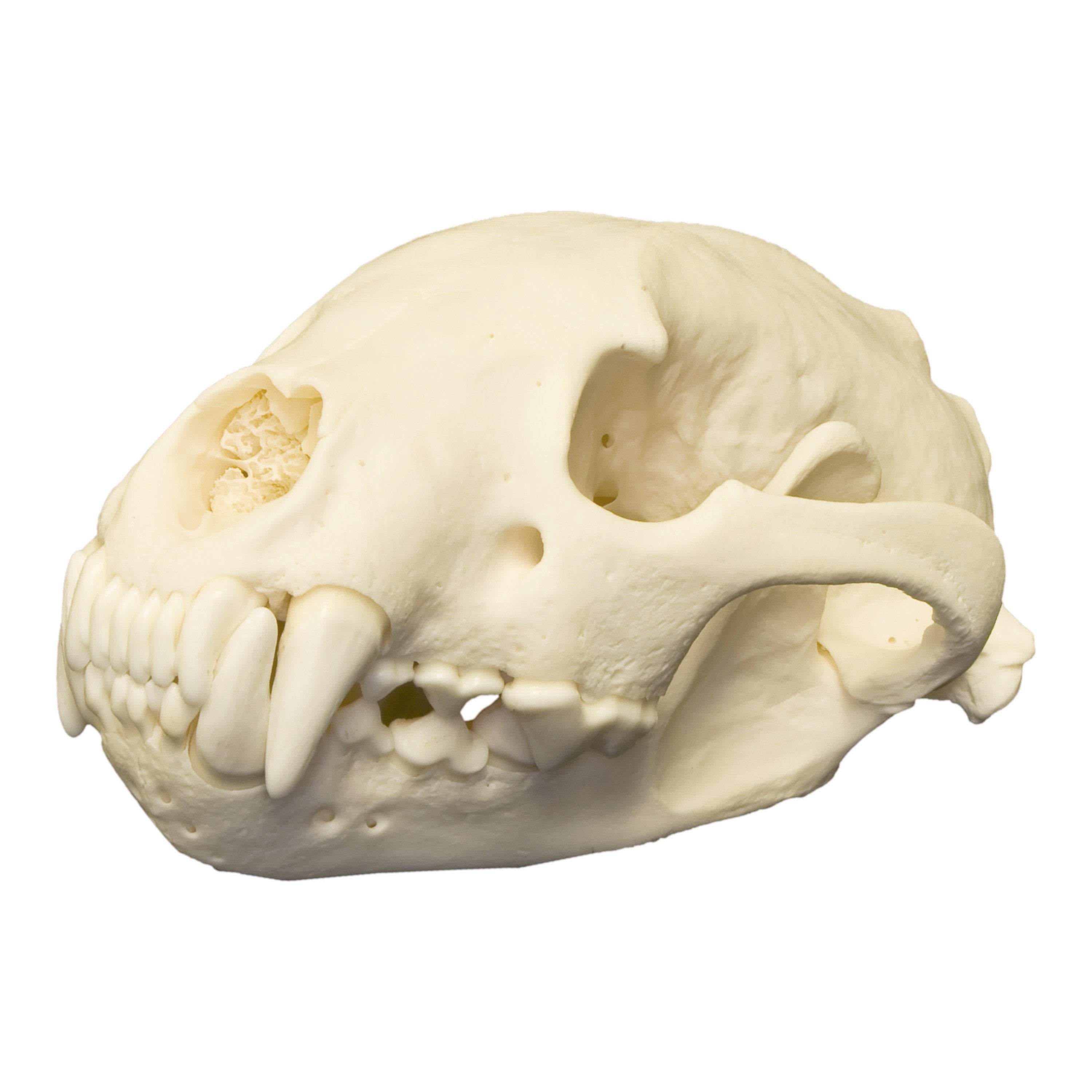 Класс млекопитающие череп