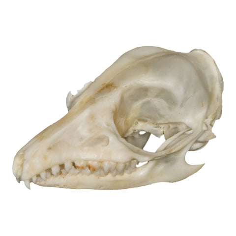 Real Centaur Skeleton — Skulls Unlimited International, Inc.