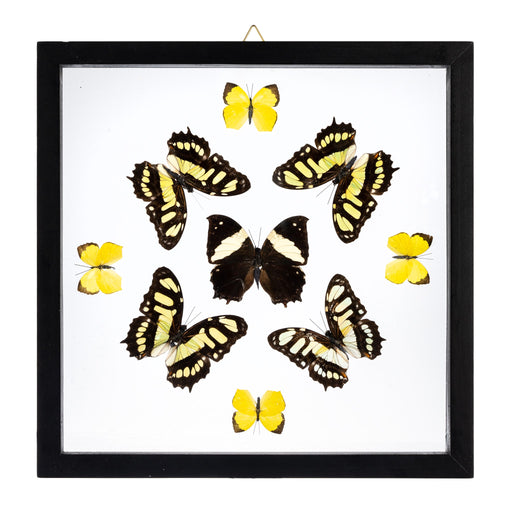 Real Butterflies in Black Frame (Set of 5) For Sale — Skulls 