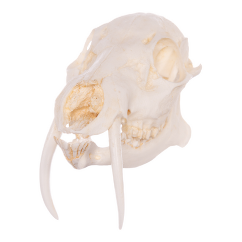 Real Centaur Skeleton — Skulls Unlimited International, Inc.