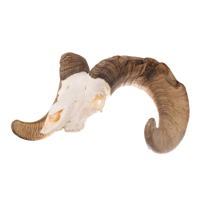 Real Desert Bighorn Sheep Skull — Skulls Unlimited International